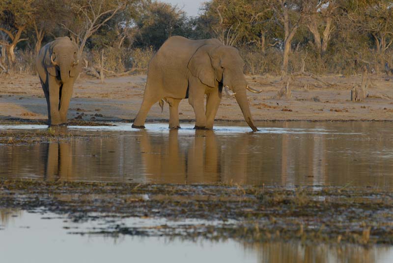 2474_Botswana_Khwai_Elephants
