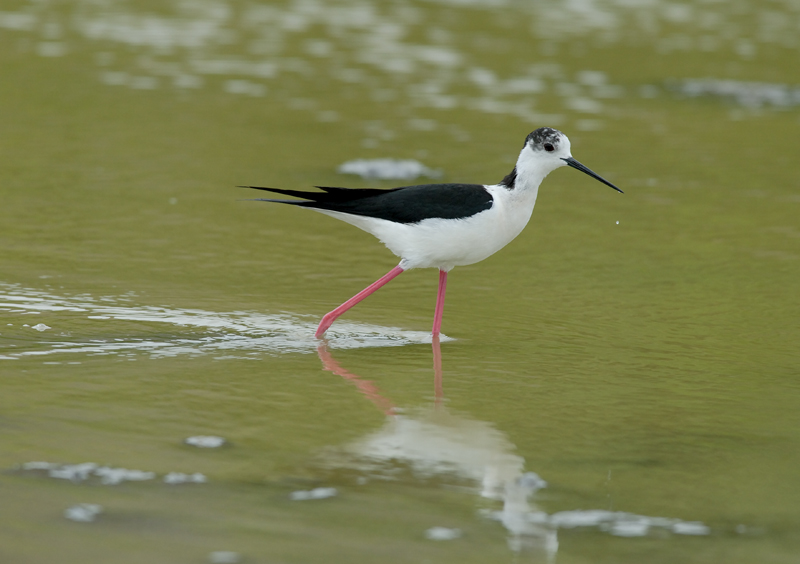 060528_echasse_110