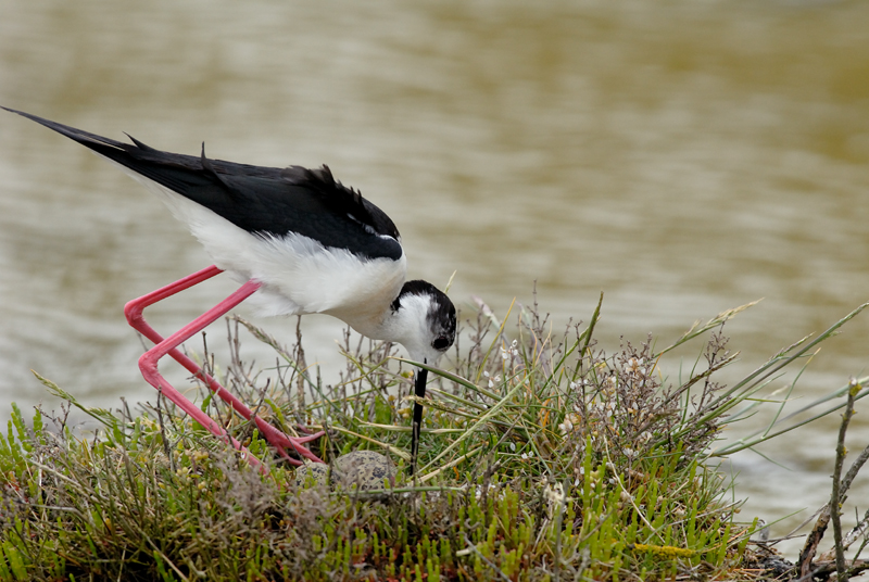 060528_echasse_134