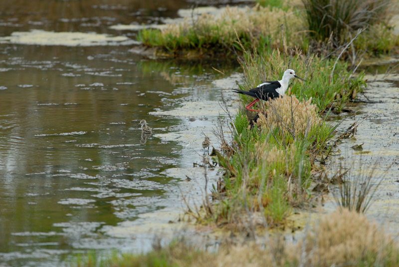 060624_Echasse_04