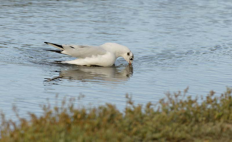 060930_mouette_rieuse_06