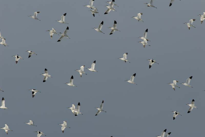 070218_Marais_Guerande_Avocettes_088