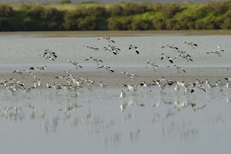 070218_Marais_Guerande_Avocettes_137