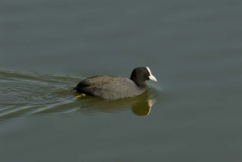 070311_Saclay_Etangs_Foulque_macroule_018