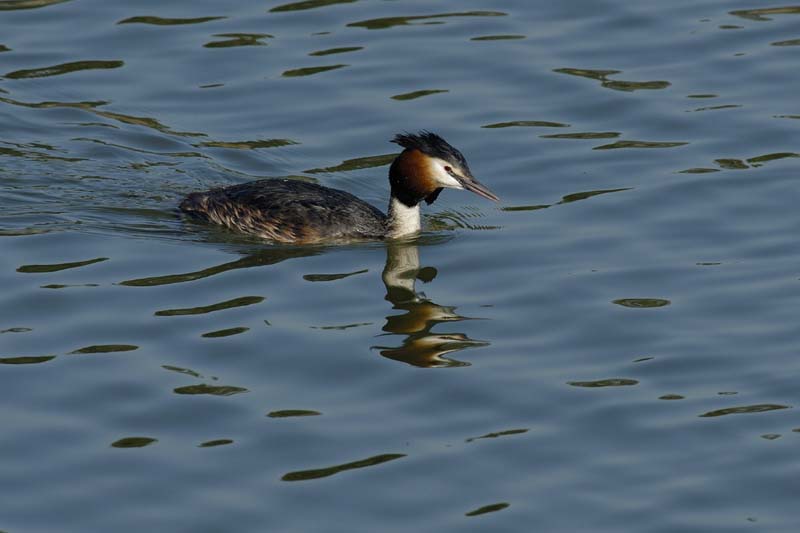 070311_Saclay_Etangs_Grebes_huppe_048