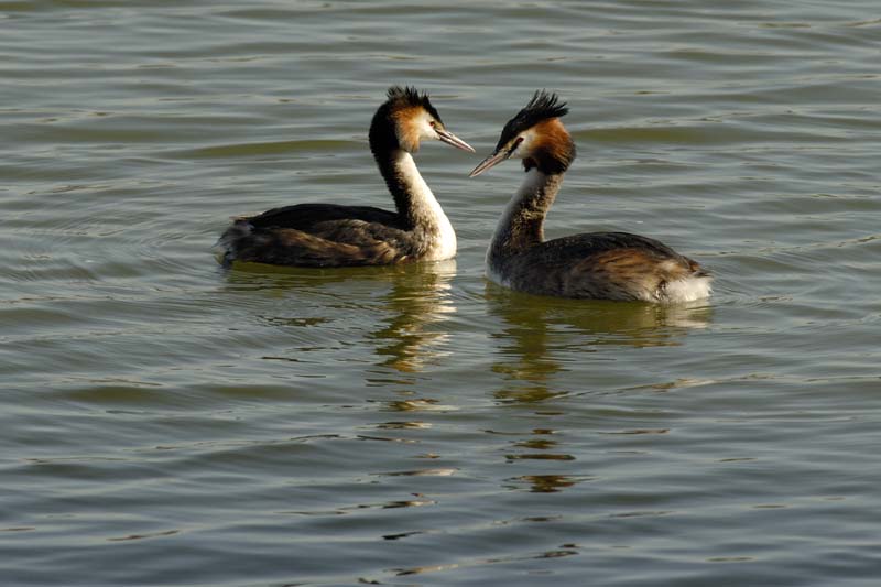 070311_Saclay_Etangs_Grebes_huppe_075