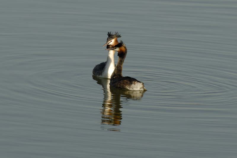 070311_Saclay_Etangs_Grebes_huppe_144