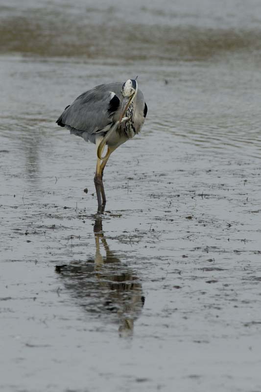 071027_herons_ibis_121