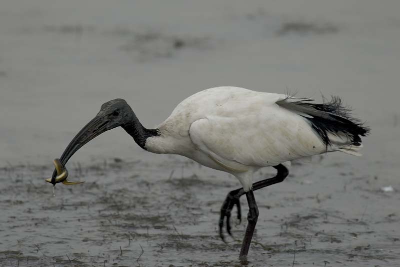 071027_herons_ibis_244