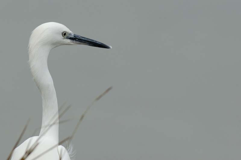 071227_LT_Aigrette_319_2