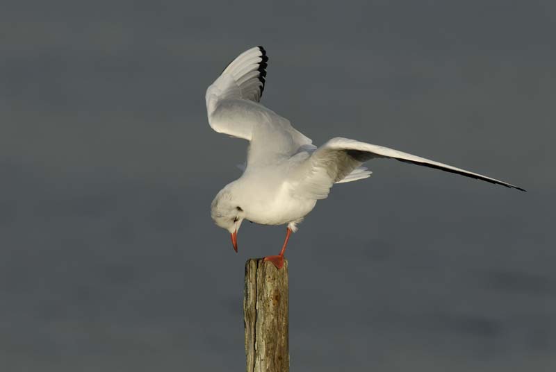071227_LT_Mouette_rieuse_068