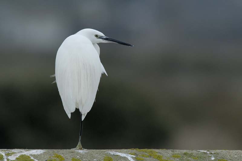 071231_LT_Aigrette_43