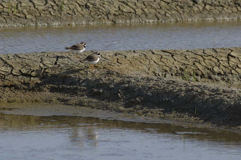 080518_LT_Gravelots_029