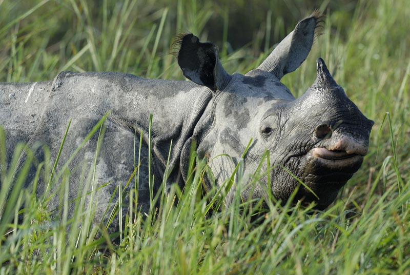 0087_Kaziranga_Rhino_