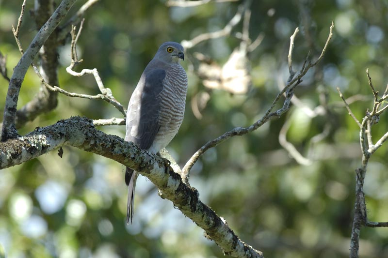 0355_Kaziranga_Shikra_