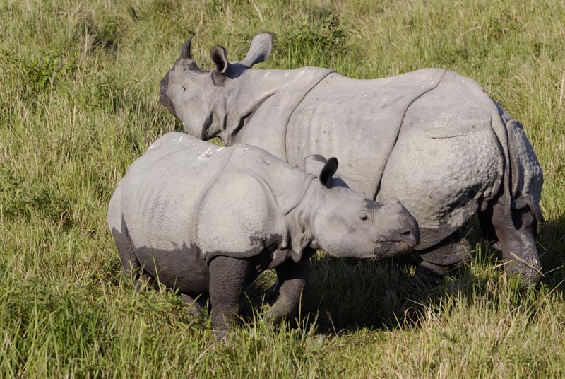 1494_Kaziranga_Rhino_