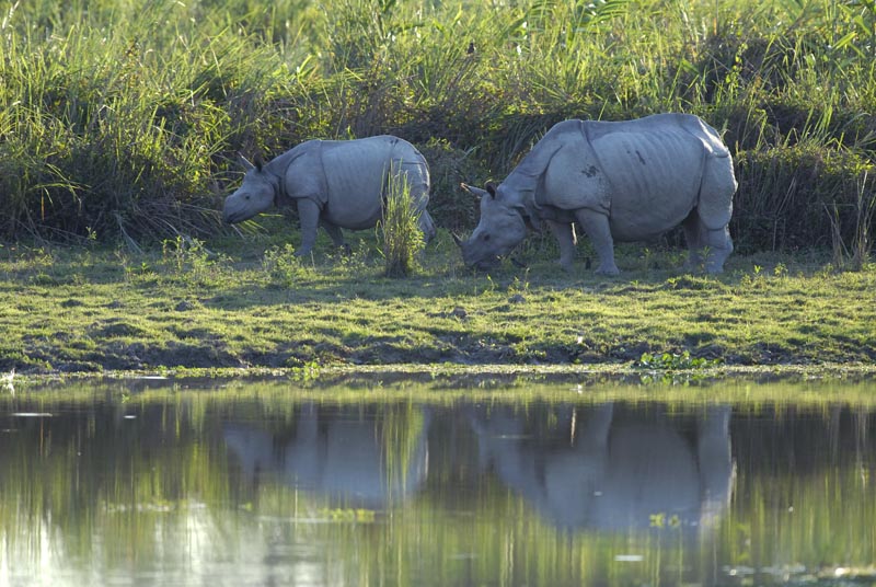 1743_Kaziranga_Rhino_