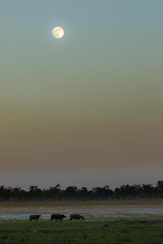 2317_Kaziranga_1_Landscape_
