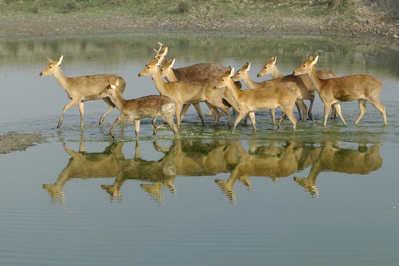 2485_Kaziranga_Barasingas_