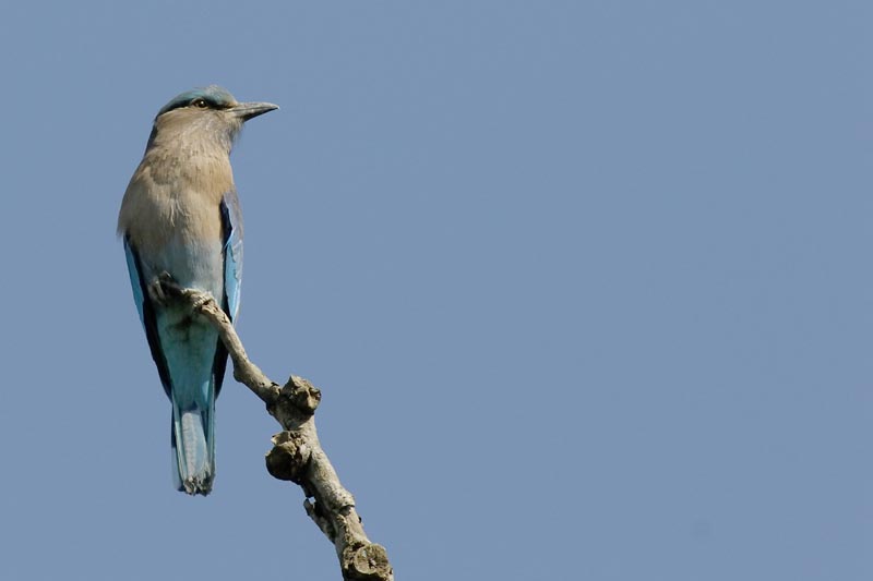 2667_Kaziranga_Indian_Roller_