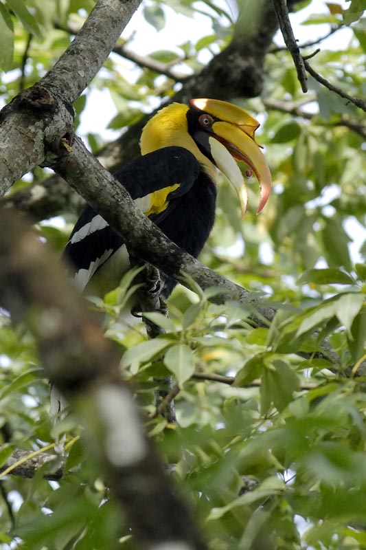 3133_Nameri_Great_Hornbill_