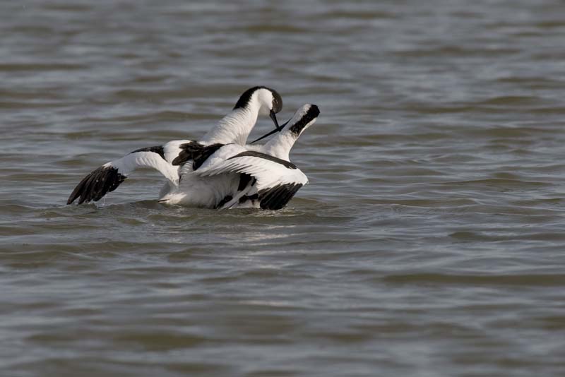 090413_LT_Avocettes_302__
