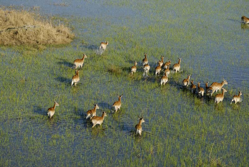 0161_Botswana_Maun_Red_lechwe