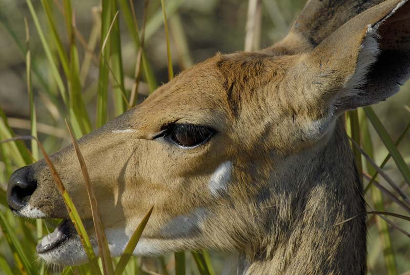 0924_Botswana_Xakanaxa_