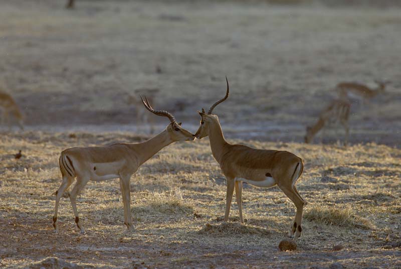1103_Botswana_Xakanaxa_Impalas