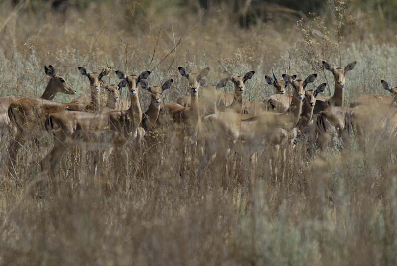 2200_Botswana_Khwai_Impalas