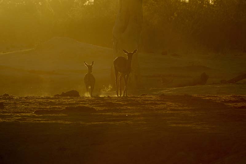 2850_Botswana_Khwai_Impalas