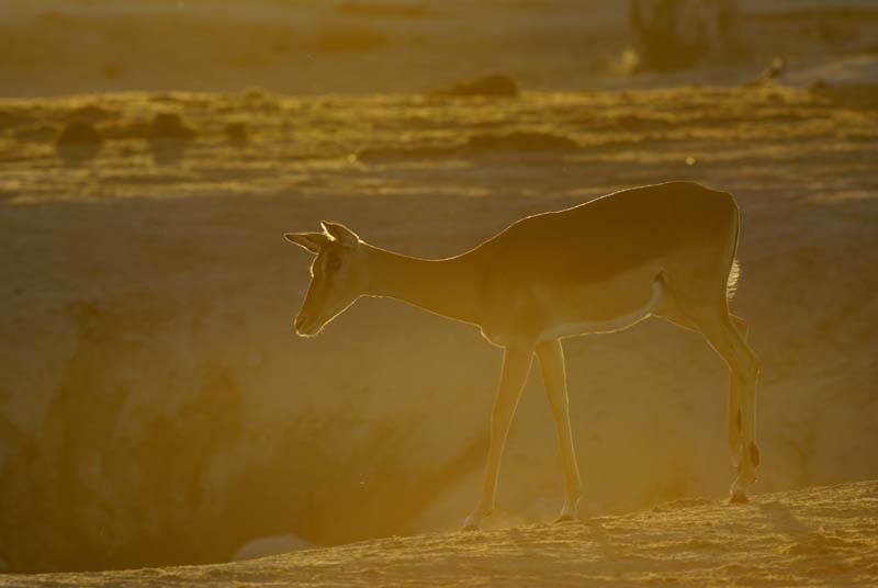 2858_Botswana_Khwai_Impalas
