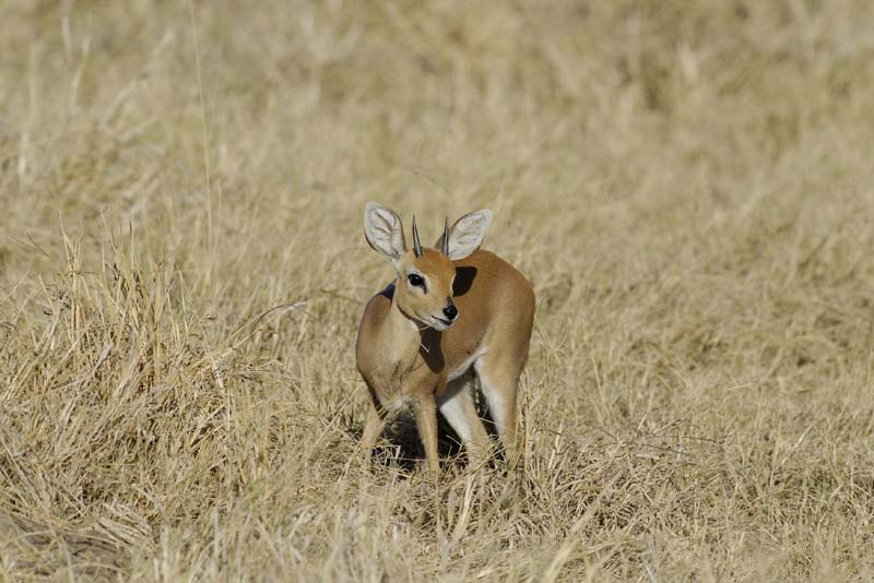 3001_Botswana_Savuti_Steenbok