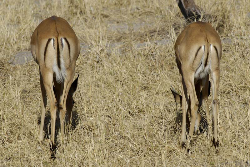 3025_Botswana_Savuti_Impalas