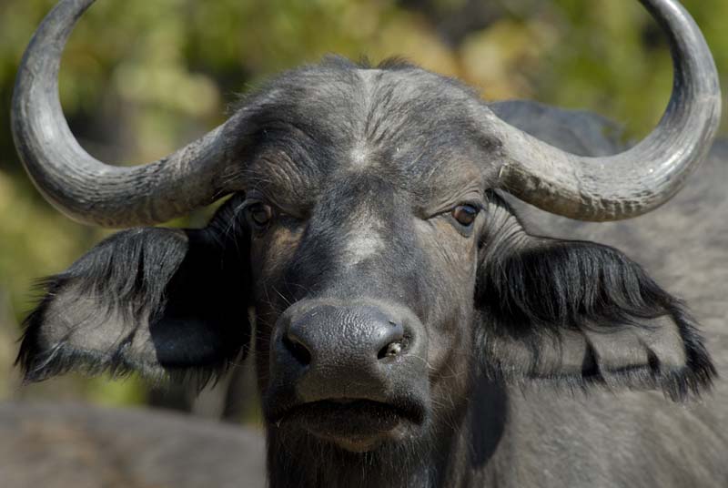 1323_Botswana_Xakanaxa_Buffles