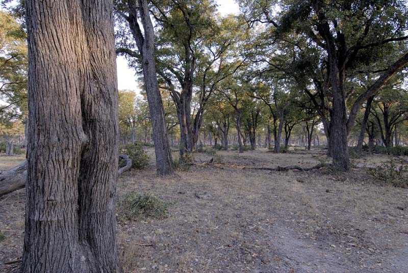 1158_Botswana_Xakanaxa_Mopan