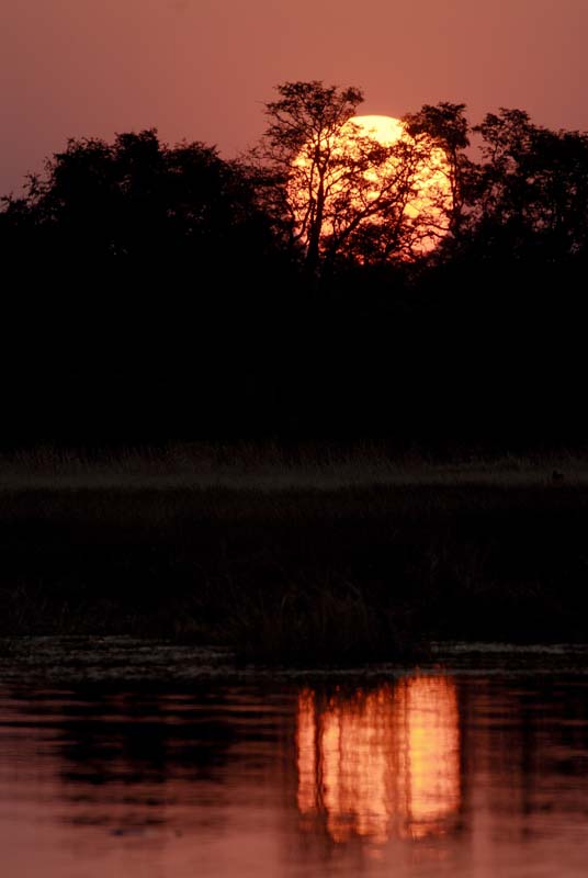 1458_Botswana_Xakanaxa_Soleil_couchant
