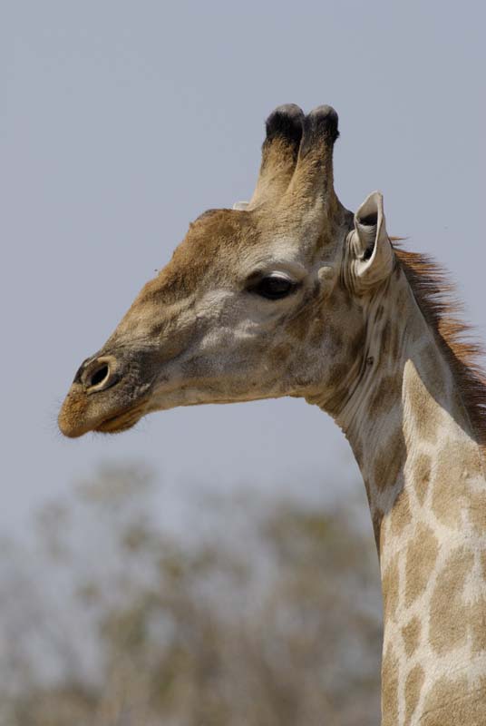 4469_Botswana_Chobe_Girafes