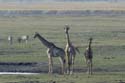 3926_Botswana_Chobe_Girafes