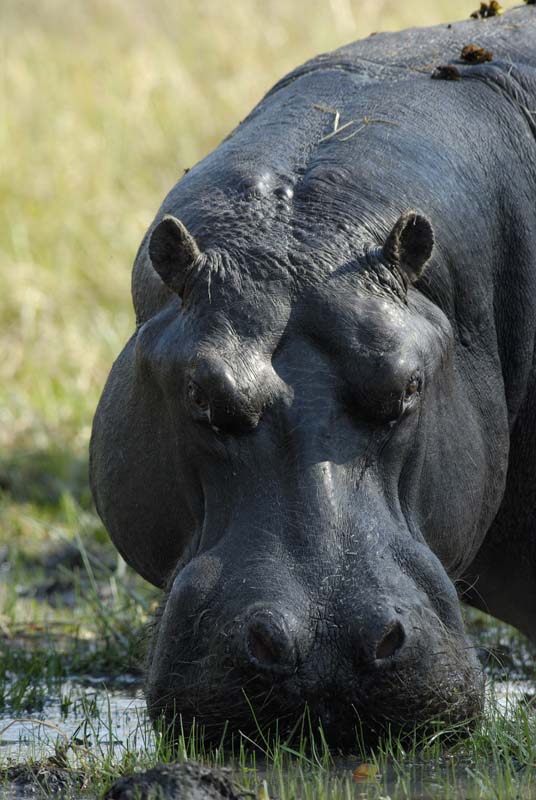 1283_Botswana_Xakanaxa_Hippopotames