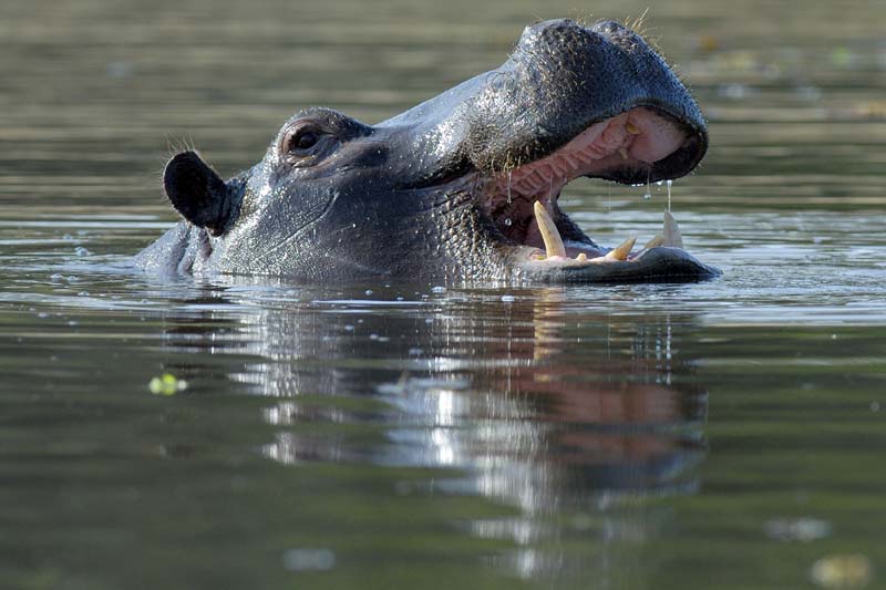 1861_Botswana_Khwai_Hippopotames_1