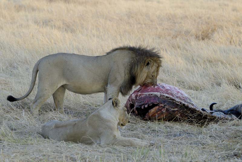 1140_Botswana_Xakanaxa_Lions
