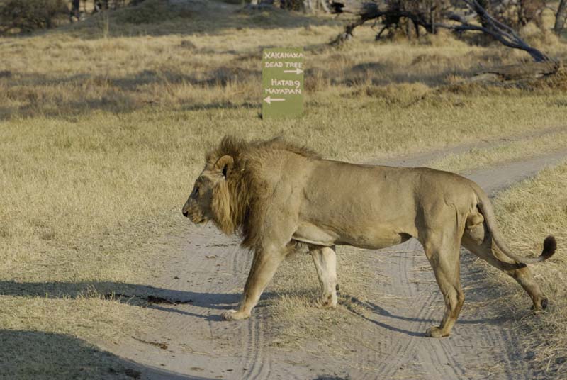 1554_Botswana_Xakanaxa_Lions