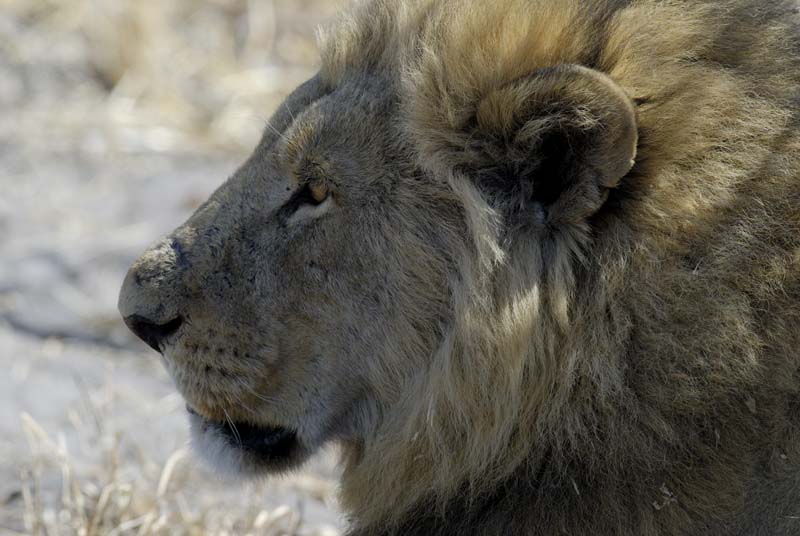 3048_Botswana_Savuti_Lions