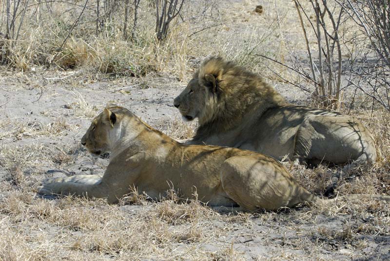 3051_Botswana_Savuti_Lions