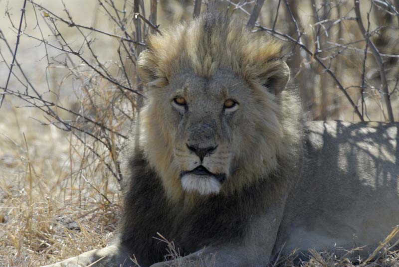 3066_Botswana_Savuti_Lions