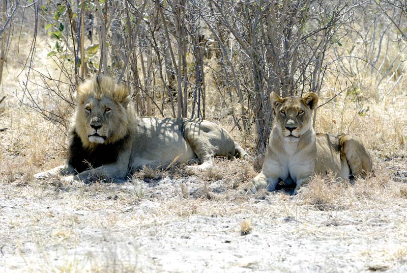 3094_Botswana_Savuti_Lions