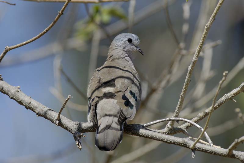 2214_Botswana_Khwai_Tourterelle_du_Cap