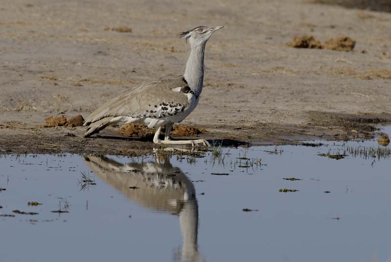 2727_Botswana_Khwai_Outardes_kori