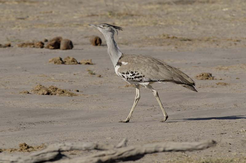 2753_Botswana_Khwai_Outardes_kori
